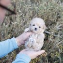 미니펫 강아지분양 고양이분양 강남점 이미지