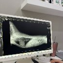 보듬동물병원 - 남동구 서창남순환로 2 | 인천 동물병원 “보듬 동물병원” 솔직후기 : 서창동 동물병원은 무조건 여기로 가세요 과잉진료 없는 곳