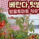 베란다텃밭 방울토마토 키우기 이미지