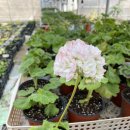 그린마멀레이드 이미지