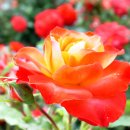 재비상사