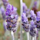 고려온천아파트 이미지