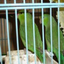 아리랑농장 이미지