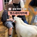 홍익목장 | 홍대 아이랑 갈만한곳 땡스네이쳐카페 도심 속 진짜 양이 있는 이색카페