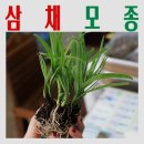 미산농장 | 삼채모종 구매 고민될 때 선택 포인트와 사용 꿀팁