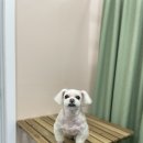 올리브네 펫살롱 이미지
