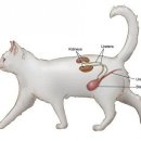 참치사랑 이미지