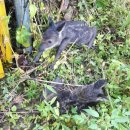 청송사슴농장 | 과수원제초작업