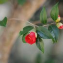 향일암로 이미지