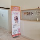 향남펫살롱 | 향남 고양이 미용 만족했어요.