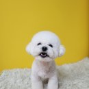 새침하개멍 이미지