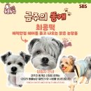 SBS TV동물농장 개최한 전국똥개자랑＜금주의 똥개＞.jpg 이미지