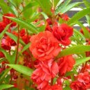 빨강궁전 이미지