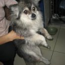 공덕 건강한 동물병원 이미지