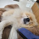 미사서울동물병원 이미지