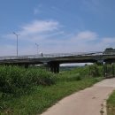 보강천 미루나무숲 이미지