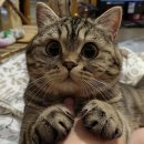 네코스토리 (서울 본점) 고양이 무료 분양 | 네코스토리 탐방기: 강아지와 고양이의 천국에서 힐링해요!