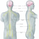 5. 말초신경이 지배하는 Dermatome, myotome의 이해를 통해 알아내는 통증에 대한 정보 이미지