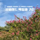 백일홍 | [경기/서울과천] 서울랜드 백일홍 가든 후기/ 백일홍 / 아이랑 가볼만한 곳