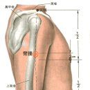 [臂臑穴][비노혈] 이미지