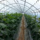 가브리엘농장 이미지