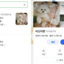 펫미용 | 라오미펫 포메 미용 후기