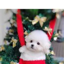 김해 강아지분양 베베몽 이미지