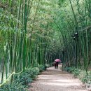 8월의 ‘대〔竹〕’ 피서, 구례 섬진강대숲길 이미지