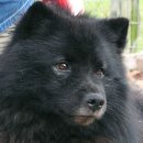 이 사진은 맬이 아니고 Finnish Lapphund입니다 이미지