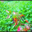 기복농장 이미지