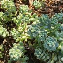 블라우(Blau) 이미지