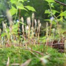 평창아름다운세상 이미지