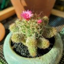 햇살다육꽃사랑 이미지