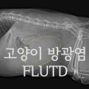 돌봄 동물병원 이미지