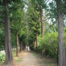 숲속노을로(2) 이미지