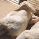 닭요리전문점 진미 이미지