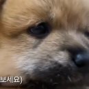 털뭉탱이 이미지