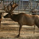 동인사슴농원 이미지