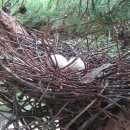 비둘기집 이미지