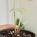 약이 되는 산야초 | 집사만 얌전하면 되는 우당탕탕 새순 파티 믿음존 🤪