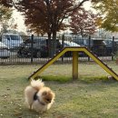 청량운동장 운동시설 | 🐶 [평택 모루마루 반려견 운동장] 시설 쾌적! 완벽 분리된 &#39;무료 강아지 운동장&#39; 강력 추천!