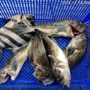 달빛좌대 이미지