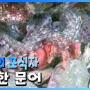 💢僞裝(위장)의 鬼才(귀재) 文魚(문어)! Environmental Special(환경스페셜)‘文魚(문어)💢 이미지