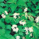 대천천1 이미지