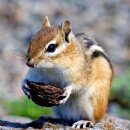 (한국 토종) - 다람쥐와 청설모 이미지