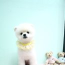 프란다스애견 네이버블로그