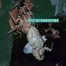 유도열농장 | 매미판 호접지몽 (야간 매미 우화 관찰)