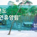 소나무숲 이미지