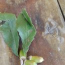 도토리묵 만들기 이미지