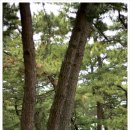 장사해수욕장(솔밭) 이미지